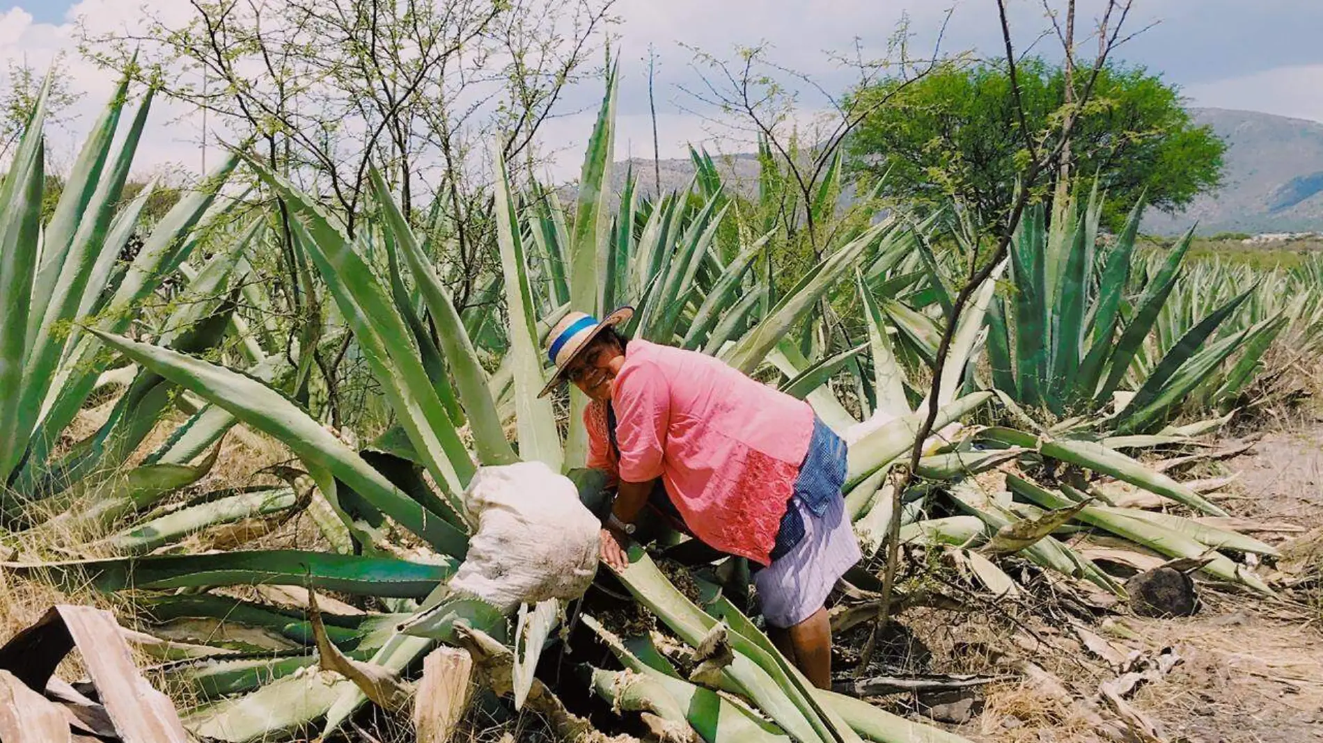 maguey (5)